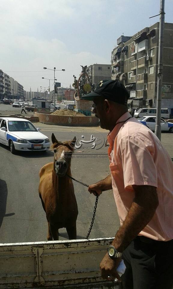 حملة لإزالة التعديات المخالفة بشوارع "الزهور" ببورسعيد