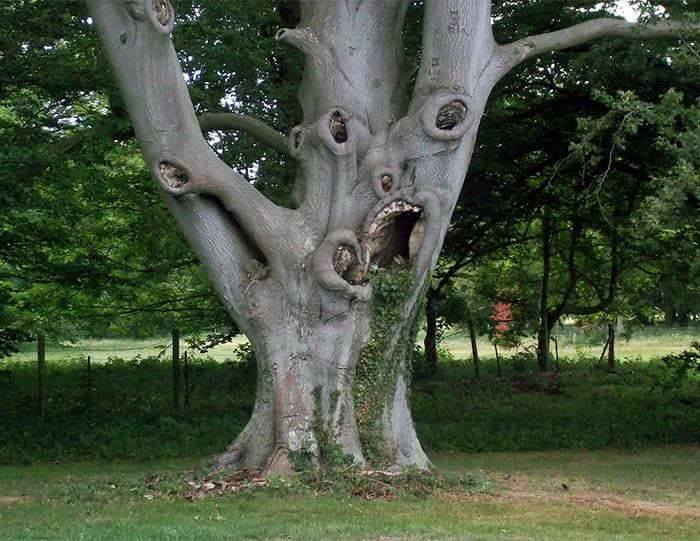 إضحك مع الاشجار 