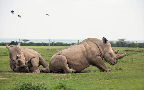 كينيا تعقد مراسم دفن  آخر "وحيد القرن" الأبيض من الذكور