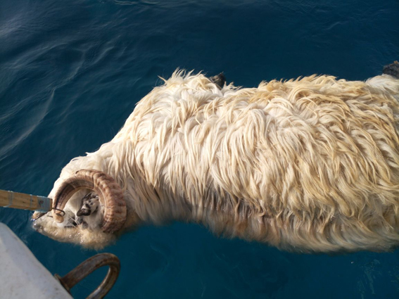 "البيئة": محميات البحر الأحمر تحاول كشف أسباب الخراف النافقة فى جزيرة الجفتون