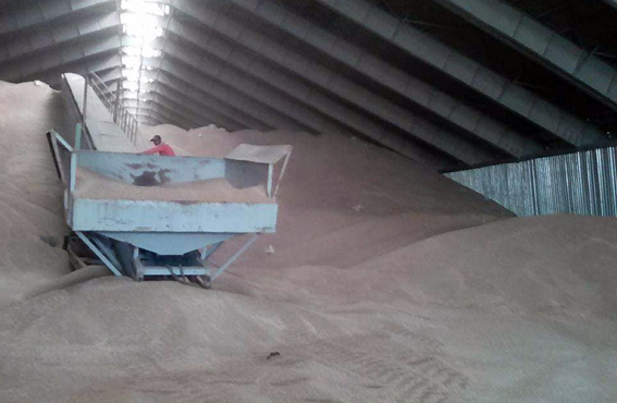 وكيل وزارة الزراعة بالإسكندرية يتفقد توريد القمح بصوامع بناكر السلام