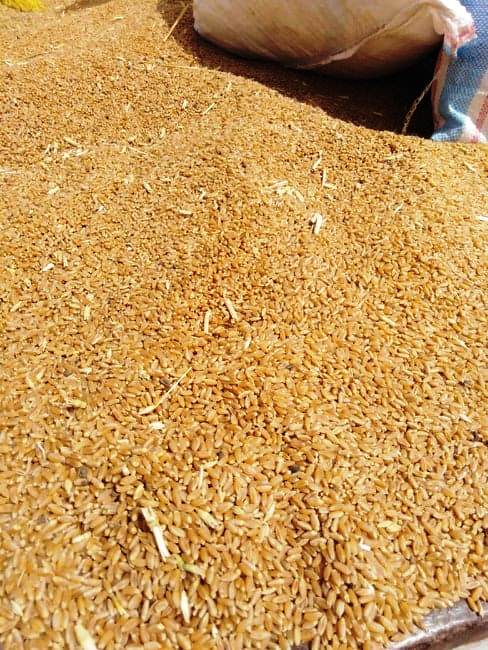 توريد 20 ألف من القمح بمحافظة أسوان