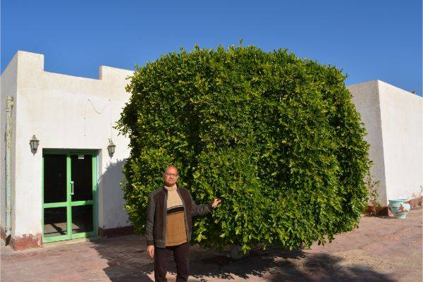 شجرة الزيتون في طور سيناء